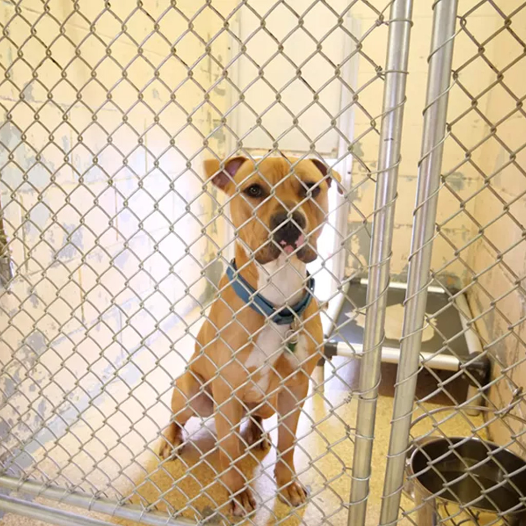 Consejos de adopción para perros Reus ESCU DOG