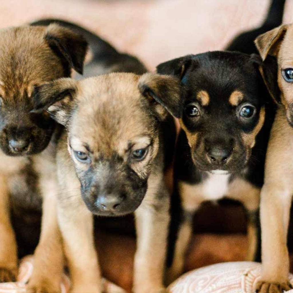 Preparación para la adopción de un perro en Reus ESCU DOG