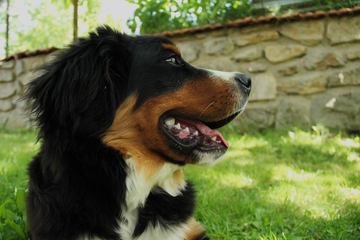 Adiestramiento de perros para una convivencia feliz y equilibrada Adiestramiento de perros para una convivencia feliz y equilibrada