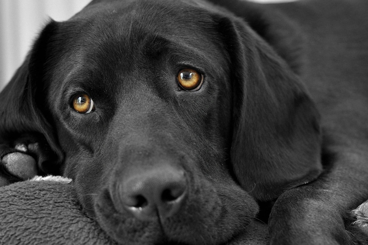 Asesoramiento para la adopción de perros en Reus Pasos a seguir para adoptar un perro en Reus