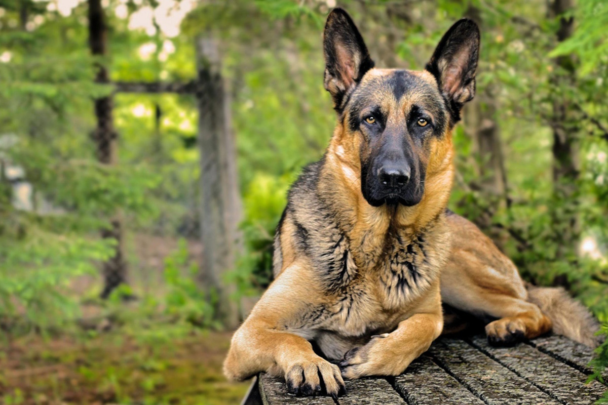 Como adoptar un perro en Reus