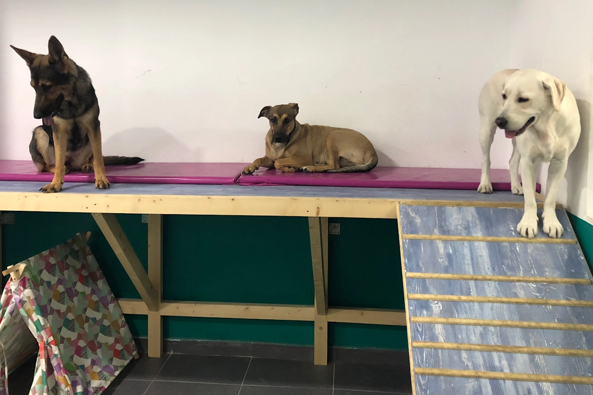 Guarderia canina a domicilio Guarderia para mascotas en tu propia casa