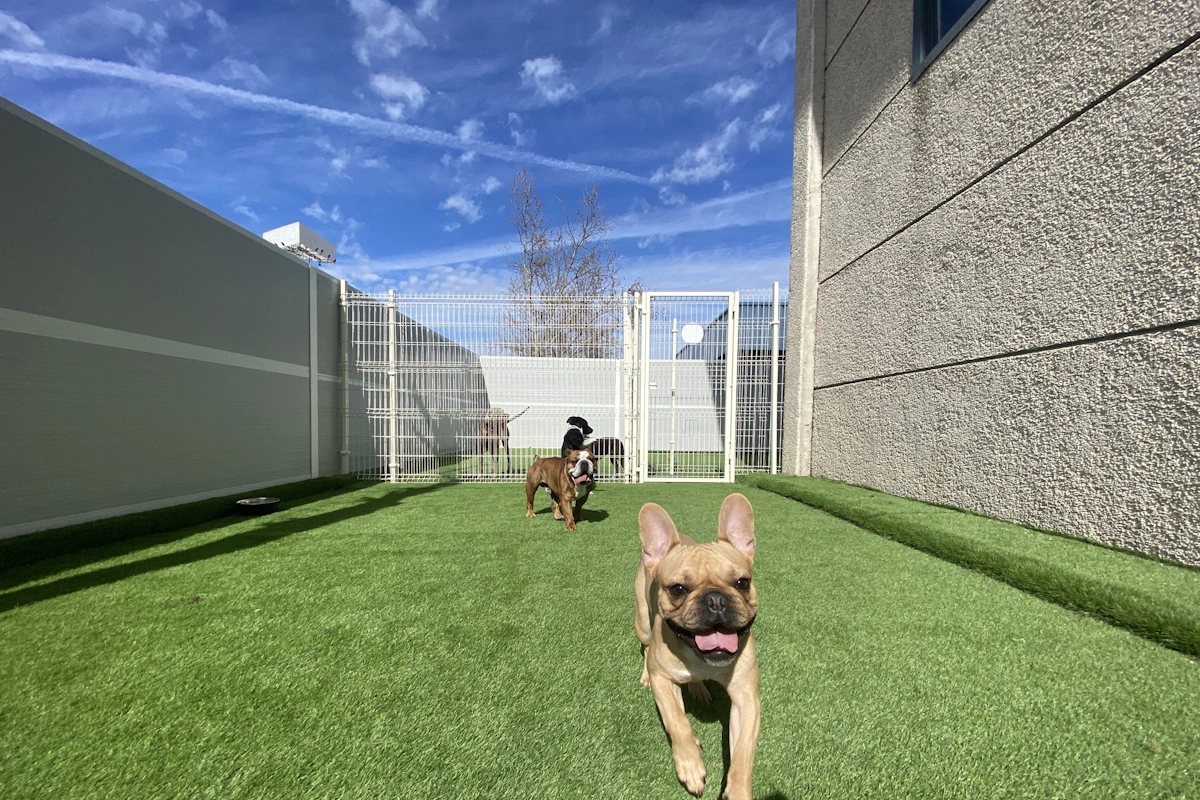 Guarderia para mascotas a domicilio