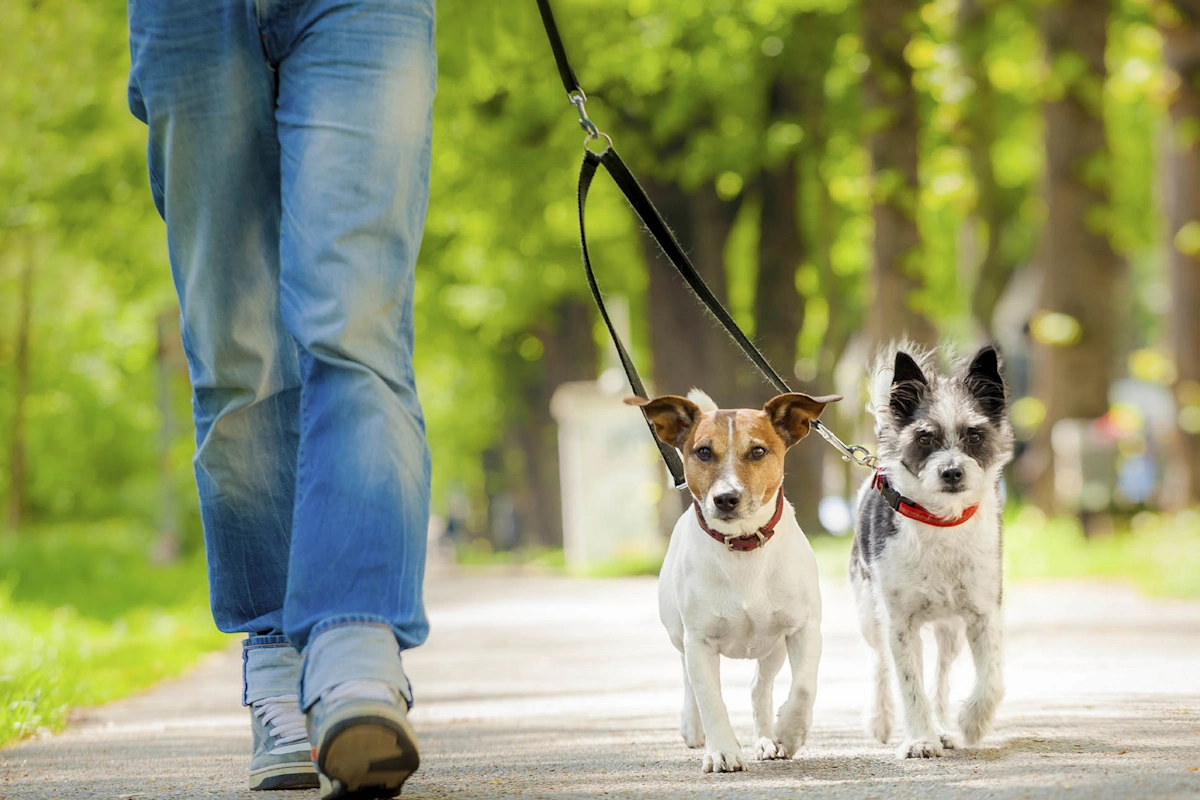 Paseo de perros en Reus Cuidado de mascotas en Reus