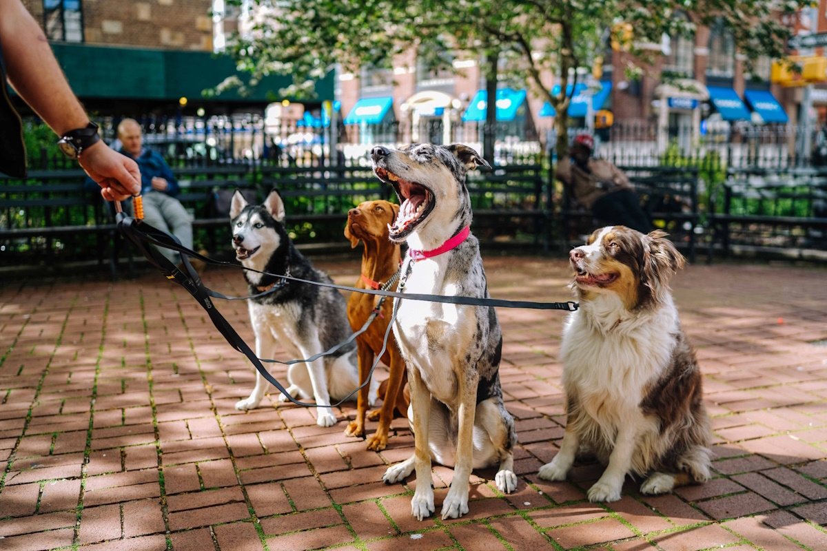 Paseo de perros por reus