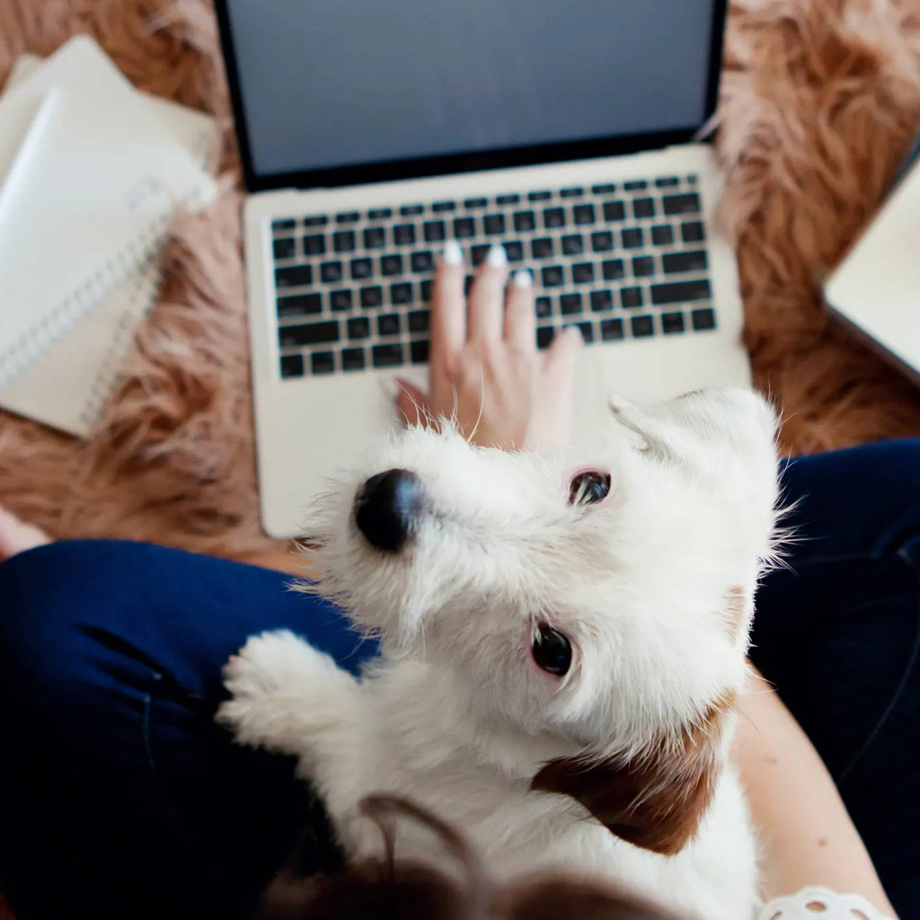 Clases online de educación canina en Reus ESCU DOG