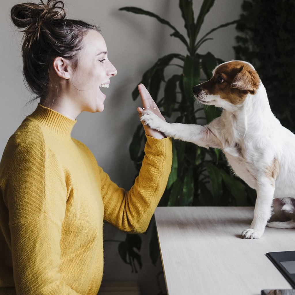 Clases online de educación canina para perros en Reus