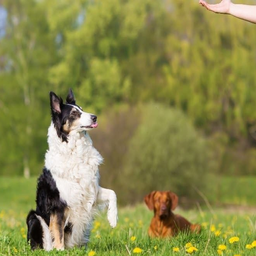 ejercicios de obediencia canina básica para mejorar la convivencia con tu perro