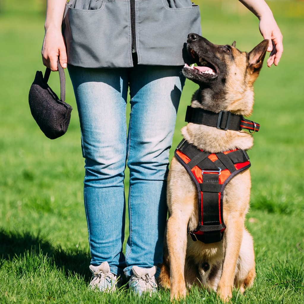 Beneficios de la obediencia canina en Reus Tarragona EscuDog
