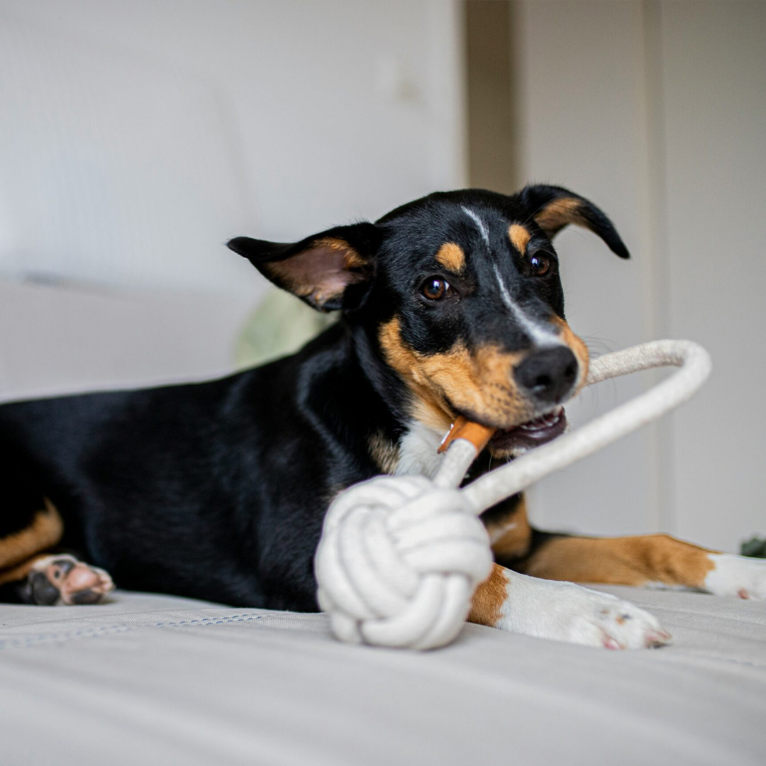 actividades guardería de perros a domicilio en Reus dogsitting