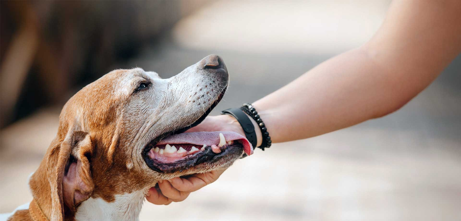Evaluación del comportamiento canino en Reus