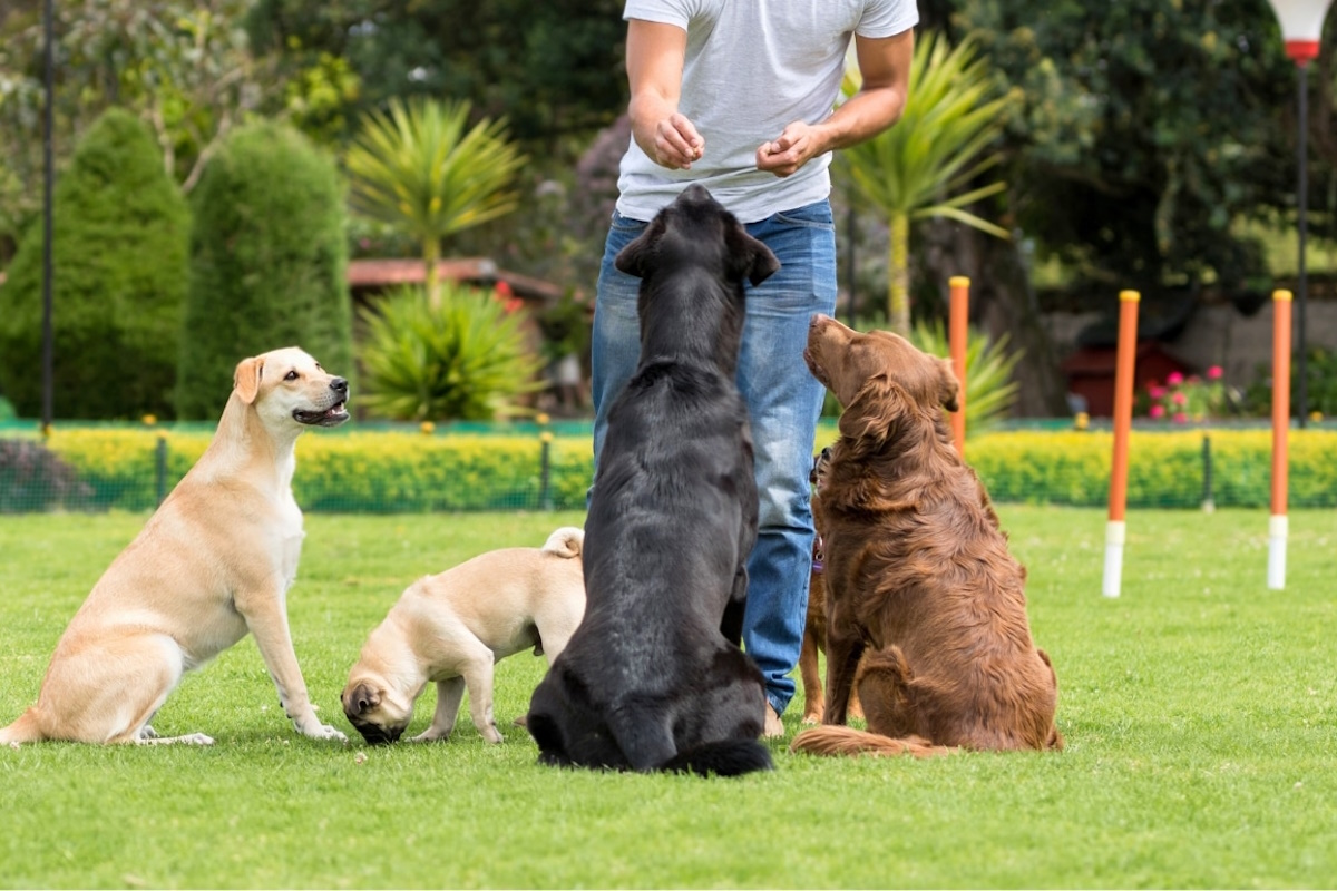 Educador de perros Reus enseñando autocontrol a un cachorro