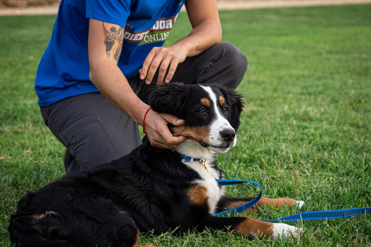 Clases personalizadas con educador de perros Reus en casa