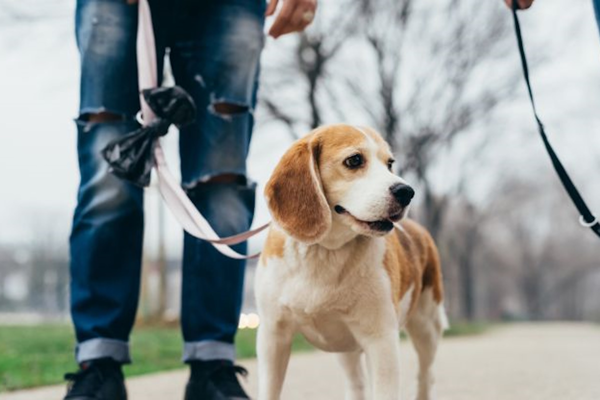 Educador de perros Reus utilizando técnicas positivas