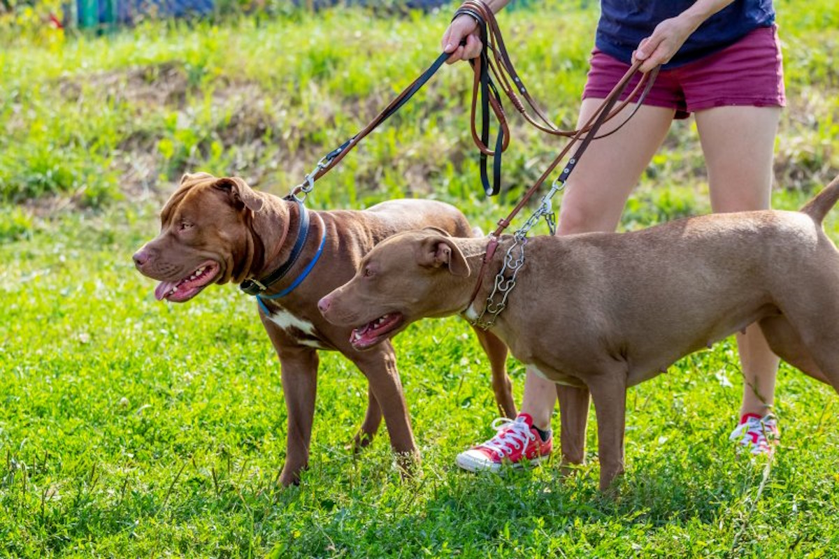 Perro entrenado en socialización por educador de perros Reus