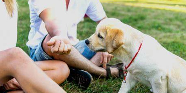 escuela de perros enfoque en el bienestar
